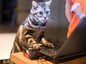 Gato trabajando con un portátil