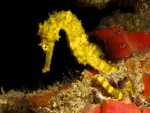 Un caballito de mar de color amarillo