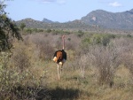 Un avestruz en el Parque Nacional de Tsavo (Kenia)