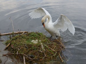 Un cisne en su nido