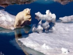 Oso polar saltando en el hielo