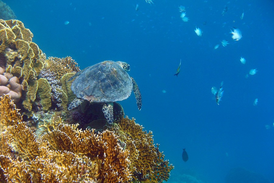 Tortuga marina nadando junto a un arrecife