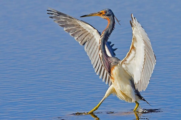 Garza en el agua