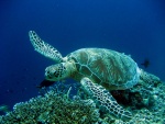 Gran tortuga en el océano