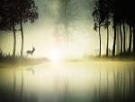 Ciervo reflejado en un lago brumoso