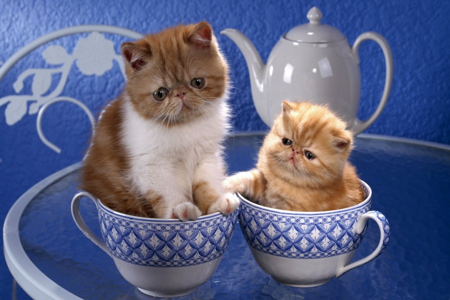 Gatitos en una taza de té