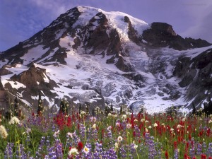 Flores bajo la montaña