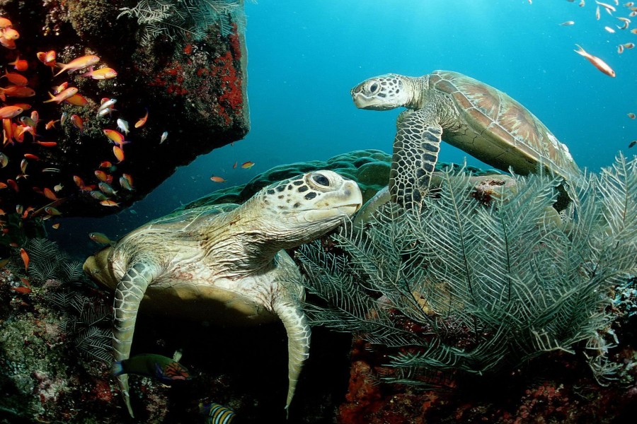 Dos tortugas bajo el mar