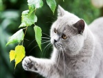 Gato gris observando las hojas