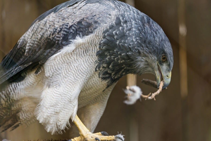 Águila construyendo su nido