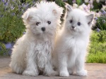 Gato y perro de color blanco en el jardín
