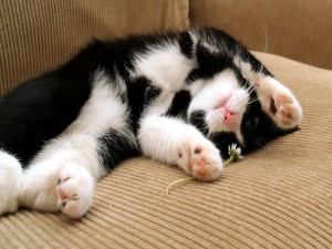 Gato con una margarita tumbado en un sofá
