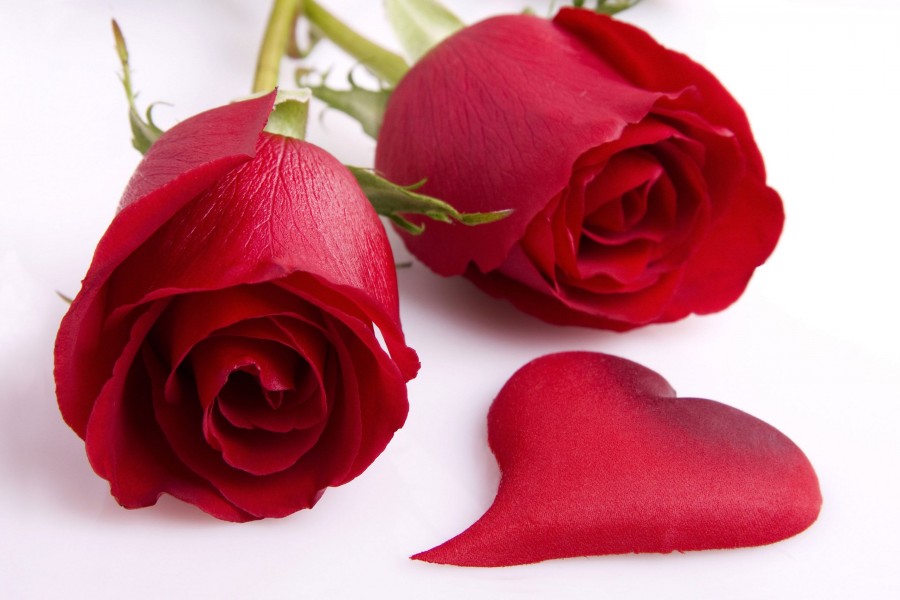 Rosas rojas y un pétalo con forma de corazón