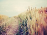 Camino junto al campo de trigo