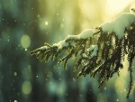 Nieve sobre la rama de un pino