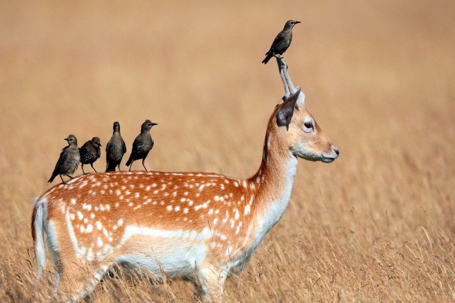 Pájaros posados sobre un ciervo