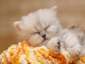 Gatito blanco durmiendo