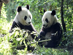 Dos pandas sentados comiendo bambú