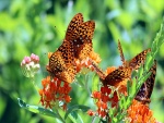 Mariposas posadas en las flores