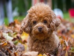 Encantador perrito marrón sentado sobre hojas otoñales