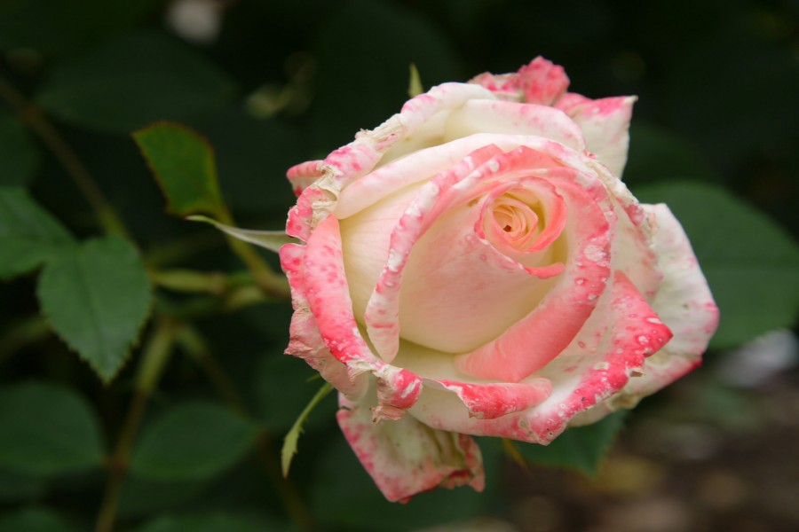 Delicada rosa en el rosal