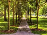 Camino entre los árboles de un parque