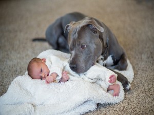 Perro cuidando a un bebé