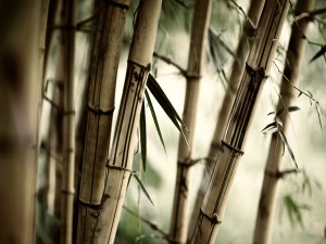 Ramas de bambú