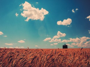 Cielo azul sobre un campo de trigo