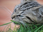 Gato gris masticando una brizna de hierba