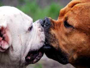 Beso entre perros