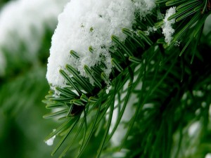 Nieve sobre el pino verde