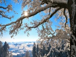 Sol entre las ramas de un árbol cubierto de nieve