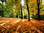 Sol iluminando el bosque en otoño