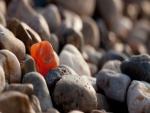 Una piedra naranja entre las piedras