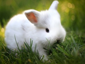 Conejo comiendo hierba verde