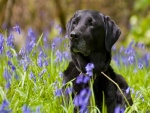 Labrador retriever tumbado entre flores violetas