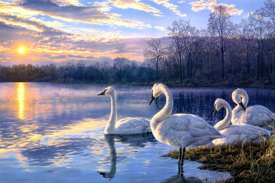Cisnes blancos nadando en un lago al atardecer