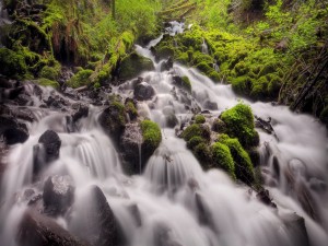 Río cayendo en cascada por el bosque