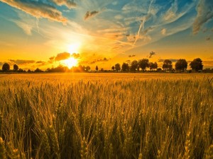 Sol brillando sobre un campo de trigo