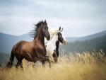 Dos caballos al galope por el campo