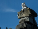 Tigre blanco sobre una roca