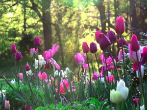 Tulipanes en la hierba