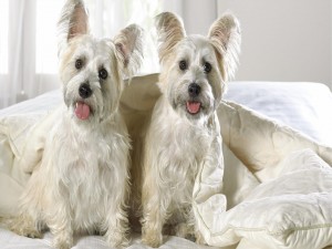 Postal: Dos perritos blancos sobre una cama