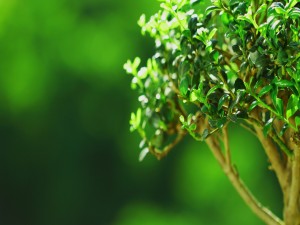 Arbusto con hojas verdes