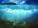 Vida bajo el agua