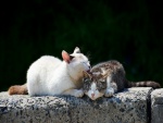 Gato blanco lamiendo a otro gato
