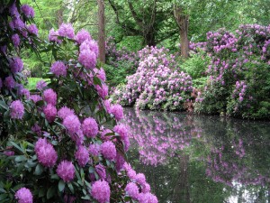Flores color lila junto a un estanque