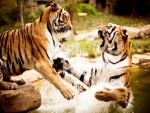 Tigres peleando en el agua