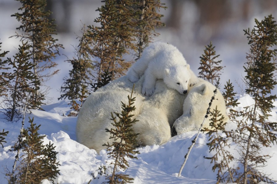 Pequeño oso polar sobre su mamá dormida